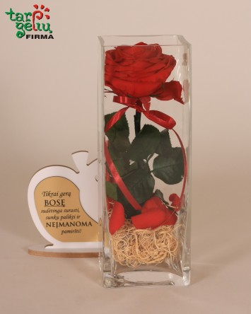 "Mieganti" rožė geriausiai Bosei | Dovanos Boso dienai