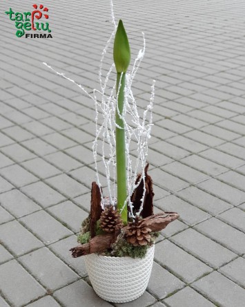 "Žiemos pumpuras"