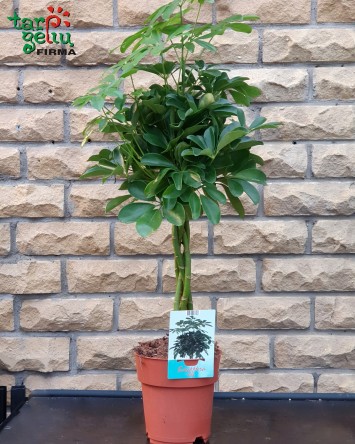 Šeflera (Schefflera) | Kambariniai augalai