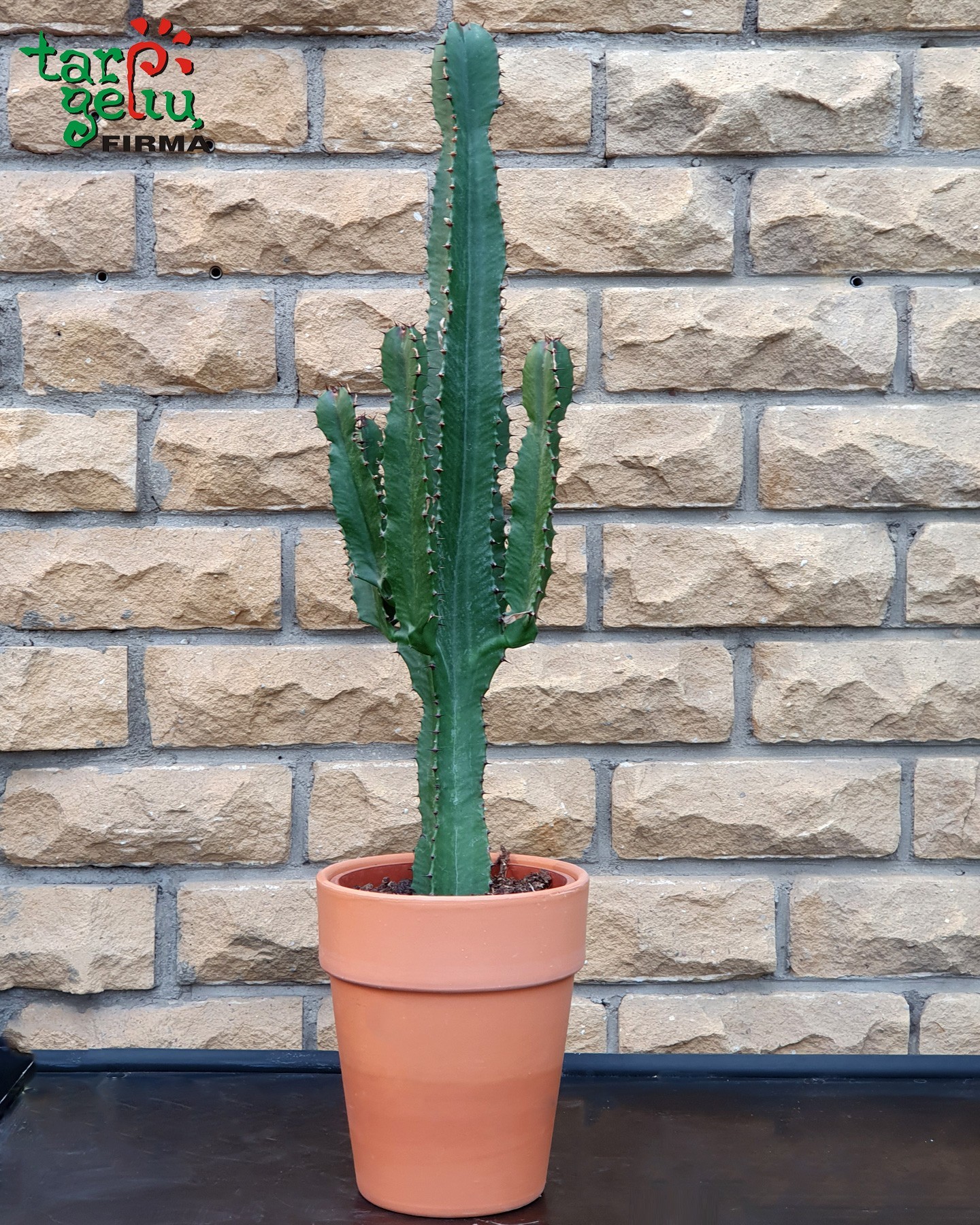 Cactus Euphorbia | Potted Plants