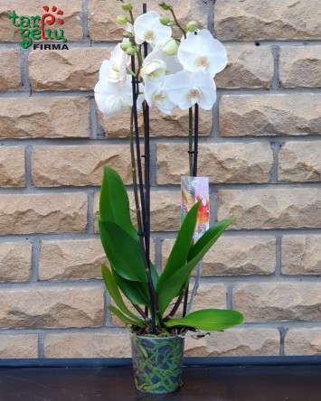 Orchidėja (Phalaenopsis) 3 stiebų | Kambarinės gėlės
