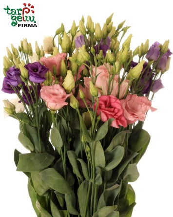 Eustoma | Skintos gėlės | Gėlės