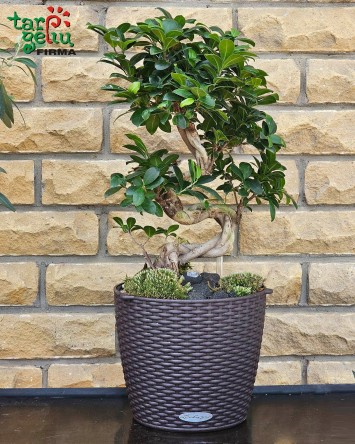 Fikusas bonsai vazone | Gėlės
