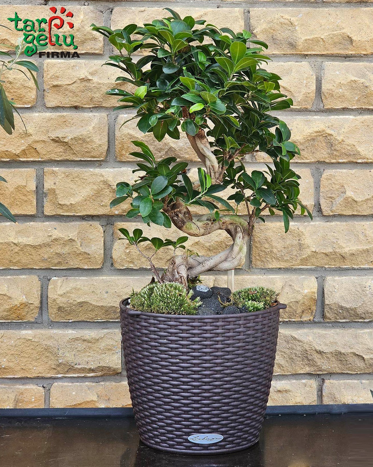 Fikusas bonsai vazone | Gėlės