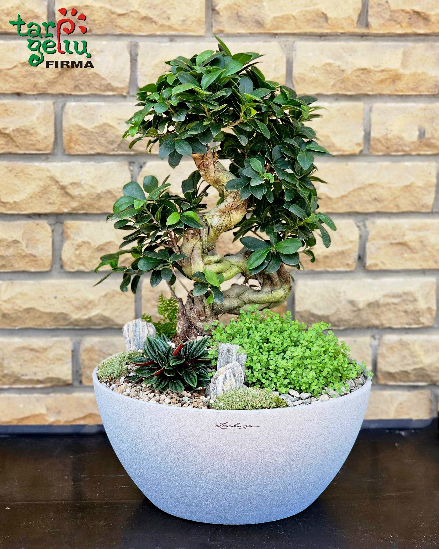 Kompozicija su bonsai | Gėlės