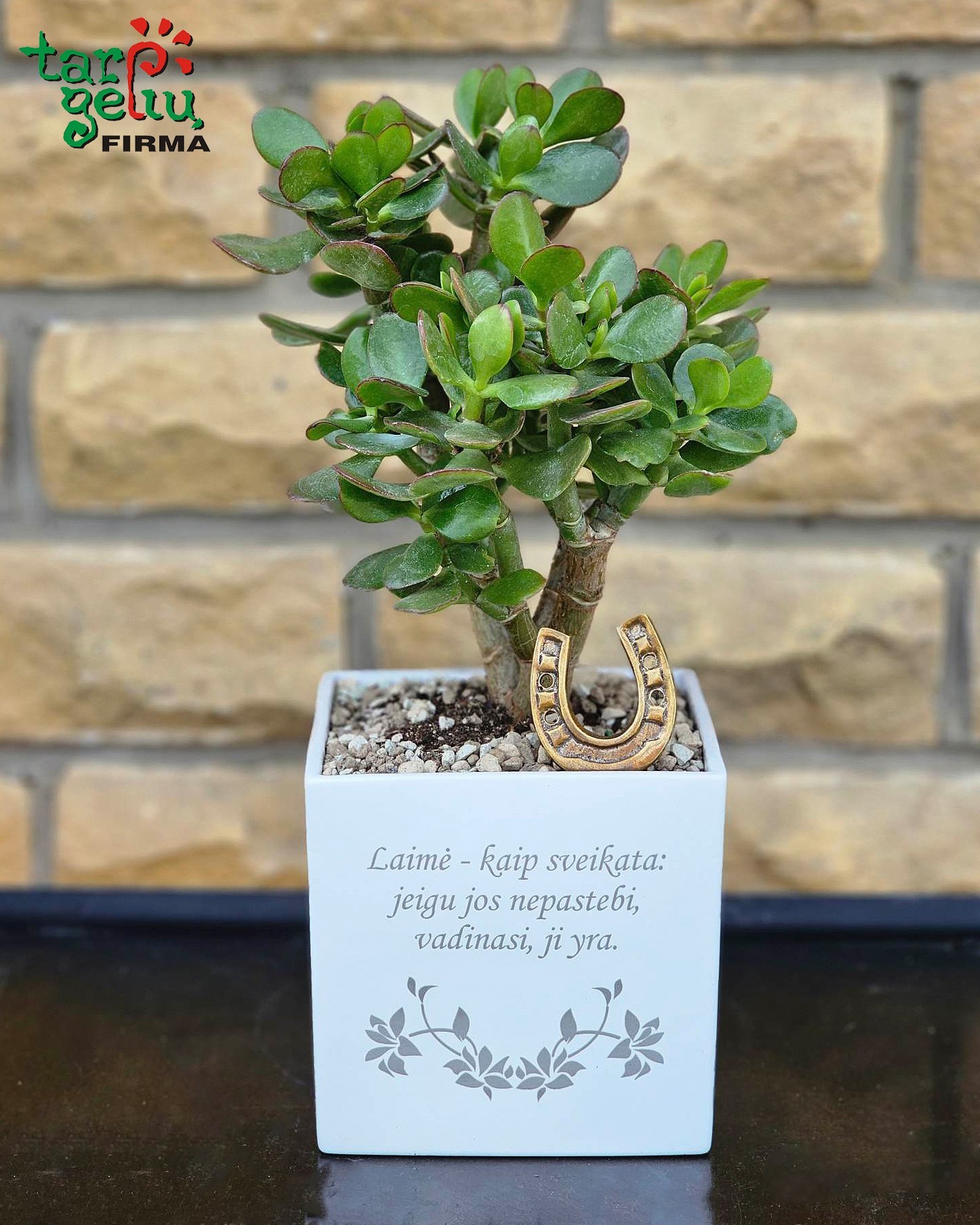 Augalas storlapis (Craccula) "Laimė - kaip sveikata" | Gėlės