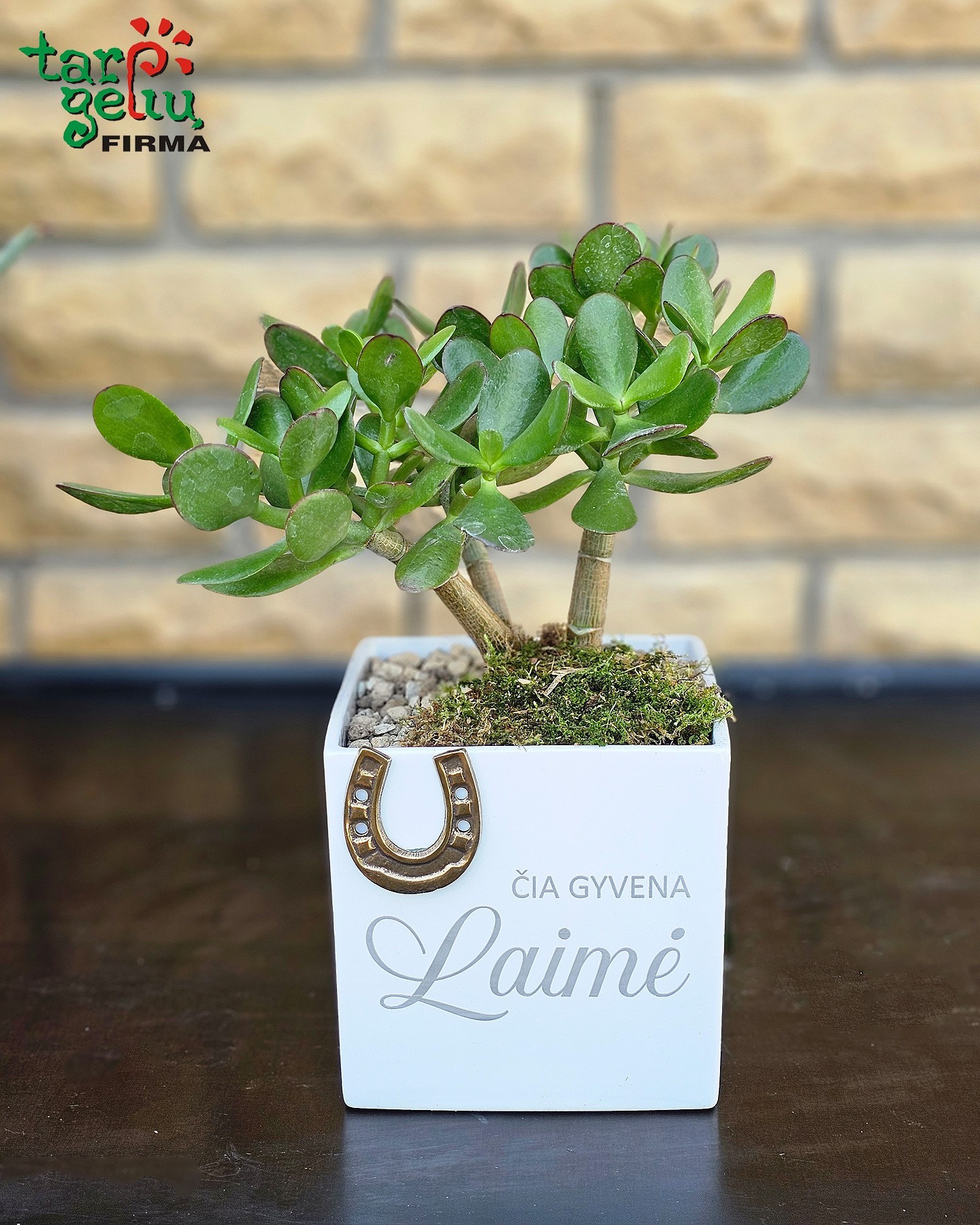 Augalas storlapis (Craccula) "Čia gyvena laimė" | Gėlės