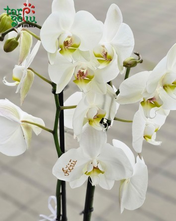 Padėka liudininkams - stilizuota orchidėja | Gėlės Vestuvėms