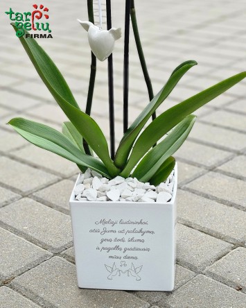 Padėka liudininkams - stilizuota orchidėja | Gėlės Vestuvėms