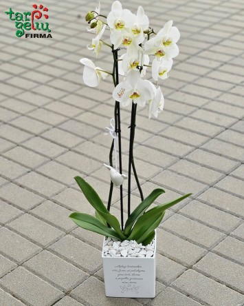 Padėka liudininkams - stilizuota orchidėja | Gėlės Vestuvėms