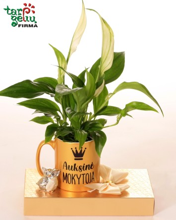 Rinkinys "Auksinė mokytoja" |  Dovanos