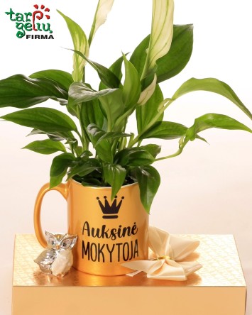 Rinkinys "Auksinė mokytoja" |  Dovanos