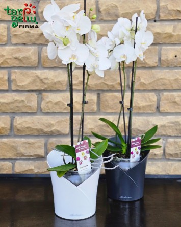 Orchidėja Phalaenopsis Lechuza vazone "Orchidea" | Gėlės
