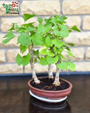 Bonsai "Ginkmedis" | Kambarinės gėlės | Vazoninės gėlės | Augalai