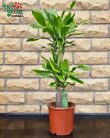 Dracena | Kambarinės gėlės | Vazoninės gėlės | Augalai