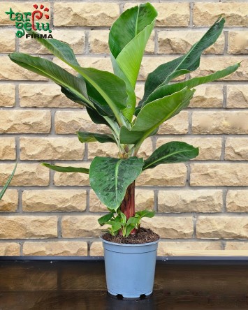 Bananmedis | Kambariniai augalai
