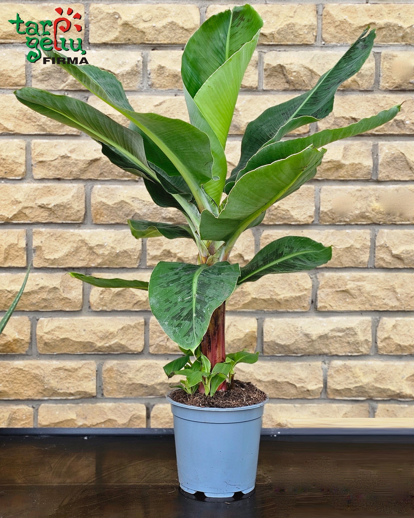 Bananmedis | Kambariniai augalai