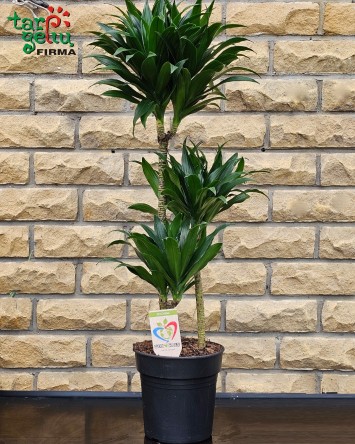 Dracena (apie 1 m) | Kambarinės gėlės | Vazoninės gėlės | Augalai
