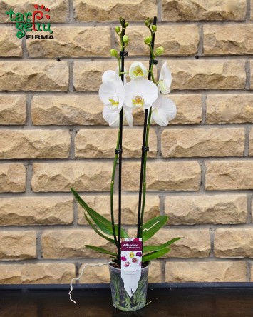 Orchidėja (Phalaenopsis) 2 stiebų | Kambarinės gėlės