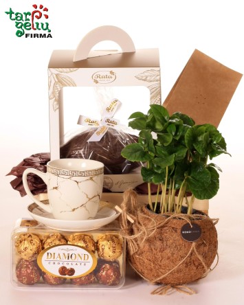 Coffee Magic | Coffea plant | Flowers | Gifts
