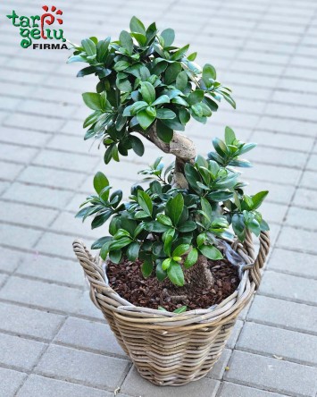Bonsai "Ficus" pintame vazone | Kambarinės gėlės | Vazoninės gėlės | Augalai