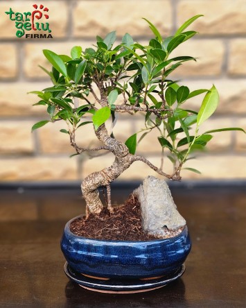Bonsai "Ficus" | Kambarinės gėlės | Vazoninės gėlės | Augalai