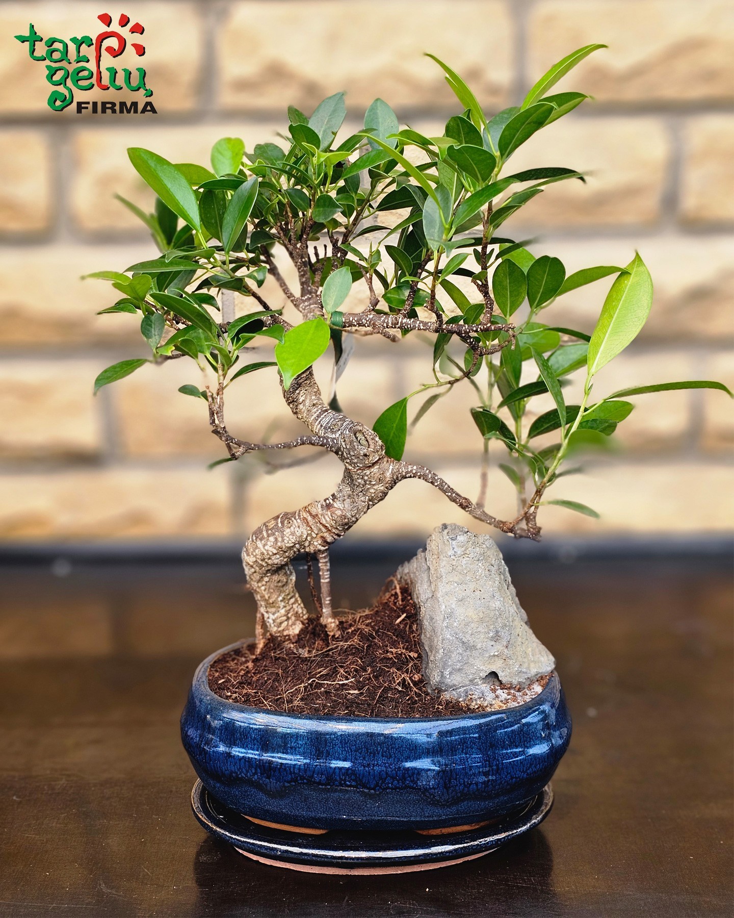 Bonsai "Ficus" | Kambarinės gėlės | Vazoninės gėlės | Augalai