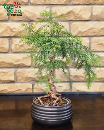 Bonsai "Araukarija"  | Kambarinės gėlės | Vazoninės gėlės | Augalai