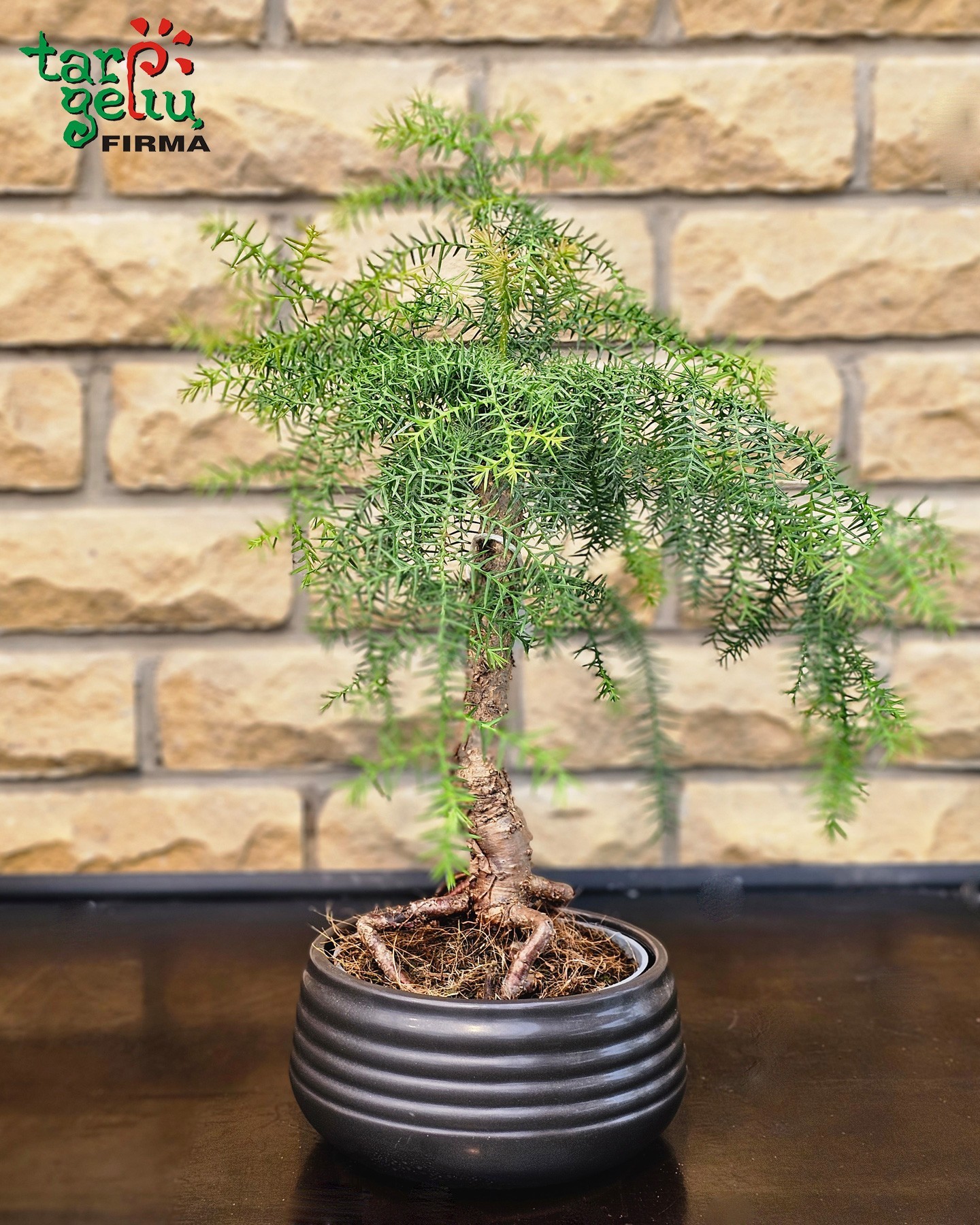 Bonsai "Araukarija"  | Kambarinės gėlės | Vazoninės gėlės | Augalai